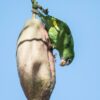 A wild White-winged Parakeet feeds on fruit