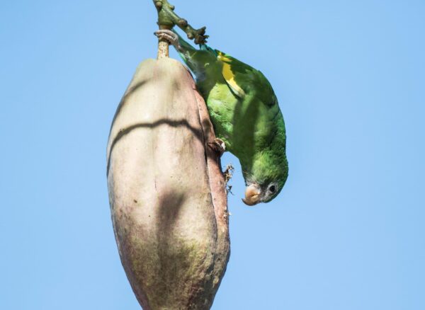 A wild White-winged Parakeet feeds on fruit