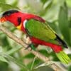 © Benjamint444, GFDL 1.2, via Wikimedia Commons A wild Yellow-bibbed Lory perches on a branch