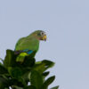 A wild Yellow-billed Amazon perches atop a tree