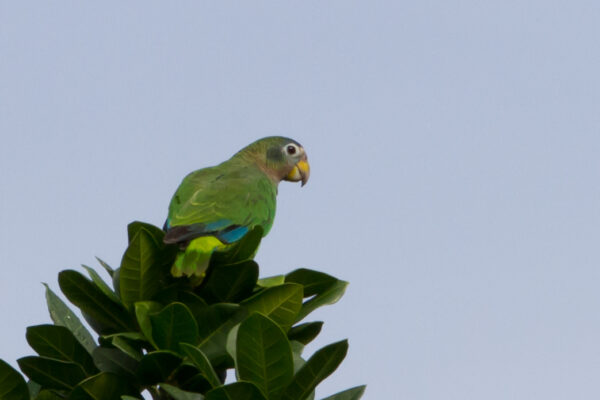 A wild Yellow-billed Amazon perches atop a tree