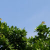 Wild Yellow-billed Amazons perch atop a tree