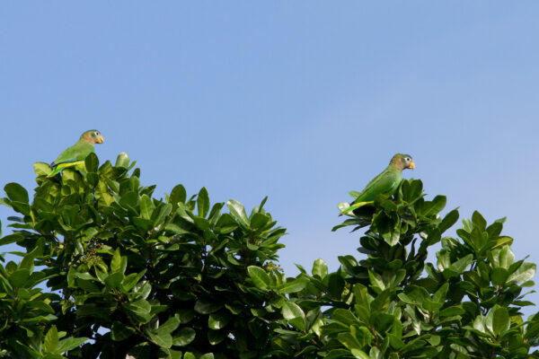 Wild Yellow-billed Amazons perch atop a tree