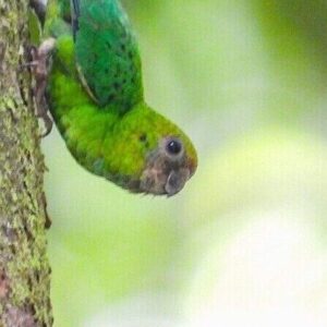 A wild Yellow-capped Pygmy Parrot clings to a tree trunk