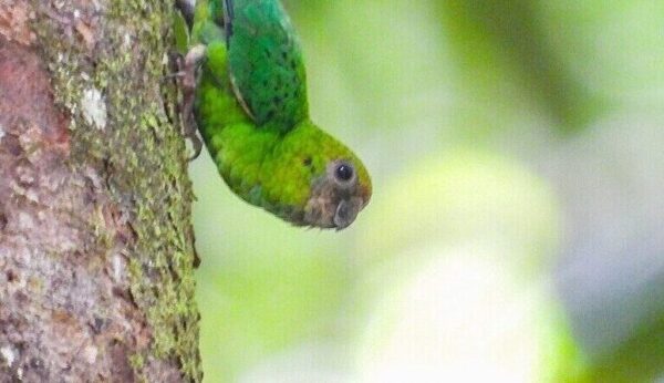 A wild Yellow-capped Pygmy Parrot clings to a tree trunk