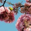 A wild Yellow-chevroned Parakeet feeds on blossoms