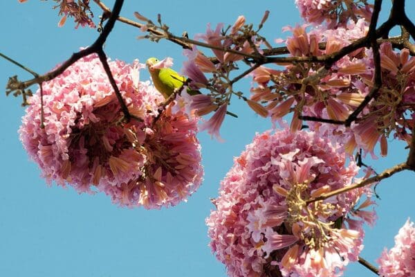 A wild Yellow-chevroned Parakeet feeds on blossoms