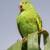 © Corey Raffel A wild Yellow-chevroned Parakeet perches atop a palm leaf