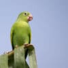© Corey Raffel A wild Yellow-chevroned Parakeet perches atop a palm leaf