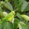 A wild Yellow-chevroned Parakeet perches in a tree