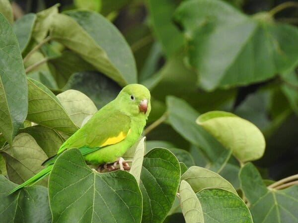 A wild Yellow-chevroned Parakeet perches in a tree