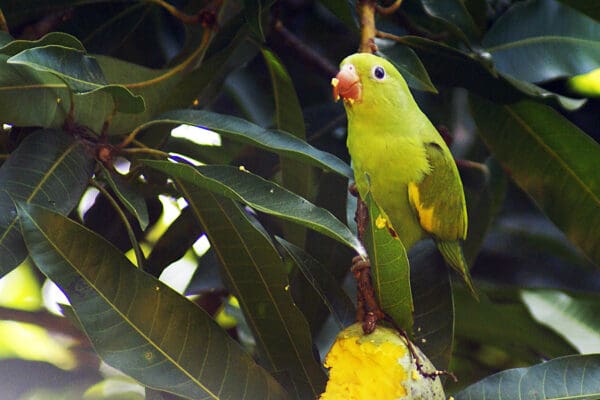 A wild Yellow-chevroned Parakeet feeds on mango