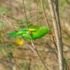 © Allan Hopkins CC BY-NC-ND 2.0 via Flickr A wild Yellow-chevroned Parakeet clings to a branch