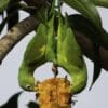 Wild Yellow-chevroned Parakeets feed on fruit