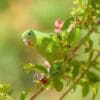 © Giles Laurent, CC BY-SA 4.0 via Wikimedia Commons A wild Yellow-chevroned Parakeet forages in a tree