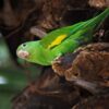 A wild Yellow-chevroned Parakeet perches on a limb