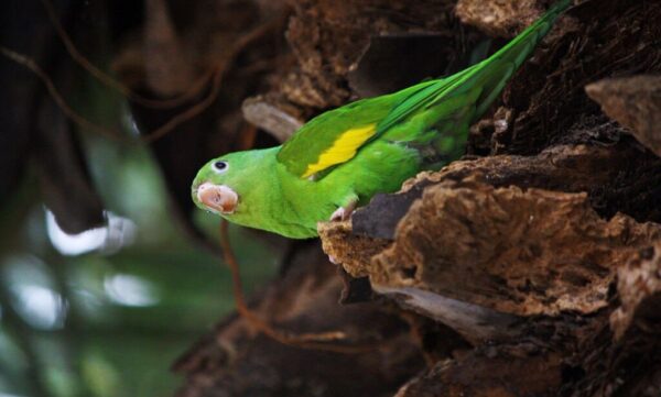 A wild Yellow-chevroned Parakeet perches on a limb