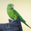 © Corey Raffel A wild Yellow-chevroned Parakeet perches on a wooden structure