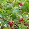 © Giles Laurent, CC BY-SA 4.0 via Wikimedia Commons A wild Yellow-chevroned Parakeet forages in a tree