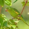 © Giles Laurent, CC BY-SA 4.0 via Wikimedia Commons A wild Yellow-chevroned Parakeet forages in a tree