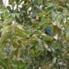 A wild Yellow-collared Macaw feeds in a tree