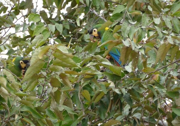 A wild Yellow-collared Macaw feeds in a tree