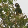 A wild Yellow-collared Macaw perches in a tree