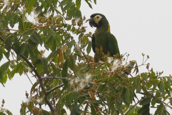 A wild Yellow-collared Macaw perches in a tree