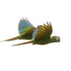 Wild Yellow-collared Macaws in flight