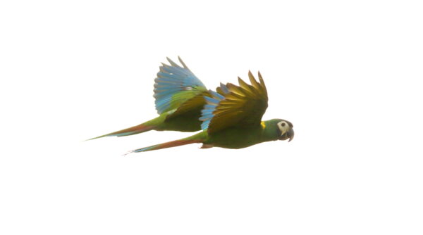 Wild Yellow-collared Macaws in flight