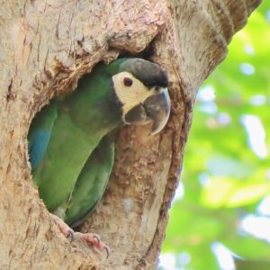 A wild Yellow-collared Macaw perches at a nest cavity entrance