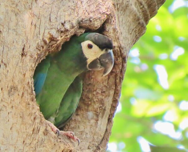 A wild Yellow-collared Macaw perches at a nest cavity entrance