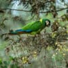 A wild Yellow-collared Macaw clambers along a tree branch