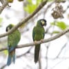 Wild Yellow-collared Macaws perch in a tree