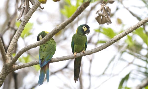 Wild Yellow-collared Macaws perch in a tree