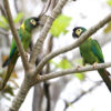 Wild Yellow-collared Macaws perch in a tree