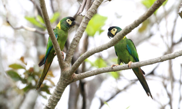 Wild Yellow-collared Macaws perch in a tree