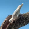 A wild Yellow-crested Cockatoo peers into a nest cavity