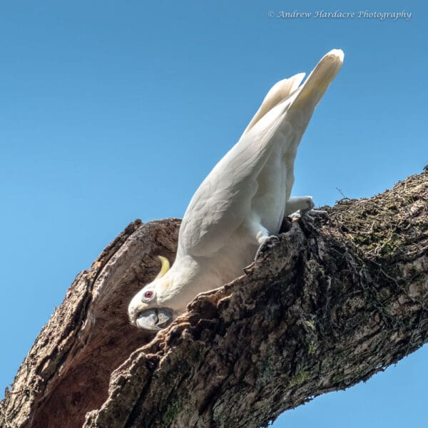 A wild Yellow-crested Cockatoo peers into a nest cavity