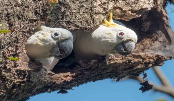 A wild Yellow-crested Cockatoos pair peeks out of a nest cavity