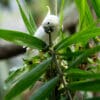 A feral Yellow-crested Cockatoo chews on a stick in a palm tree