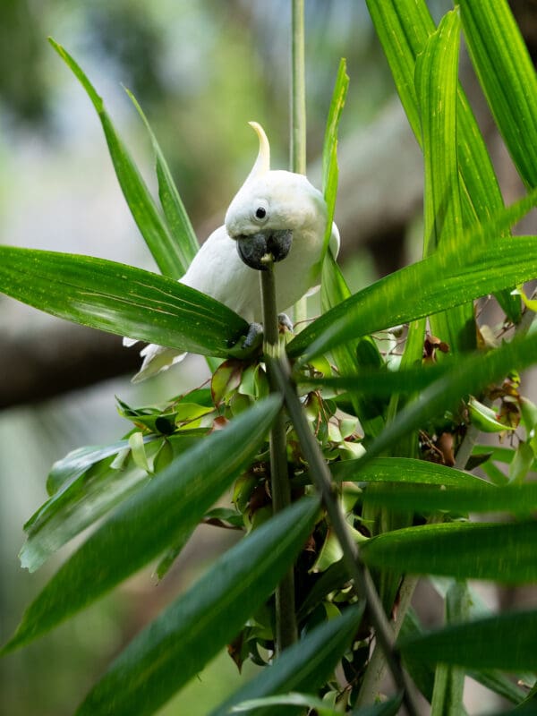 A feral Yellow-crested Cockatoo chews on a stick in a palm tree