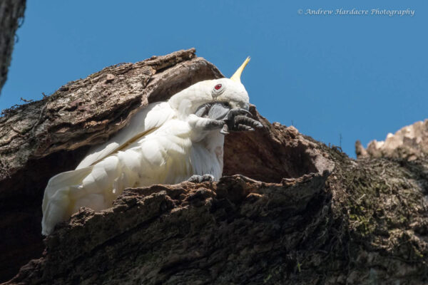 A wild female Yellow-crested Cockatoo preens at its nest cavity