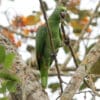 Wild Yellow-crowned Amazon perches in a tree