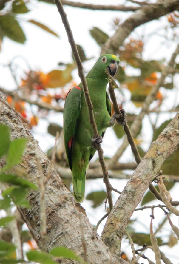 Wild Yellow-crowned Amazon perches in a tree