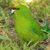 A wild Yellow-crowned Parakeet forages on the ground