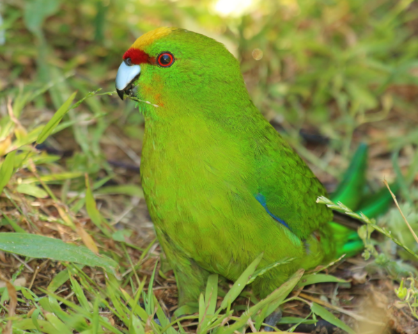 A wild Yellow-crowned Parakeet forages on the ground