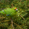 Wild Yellow-crowned Parakeet perches in a tree