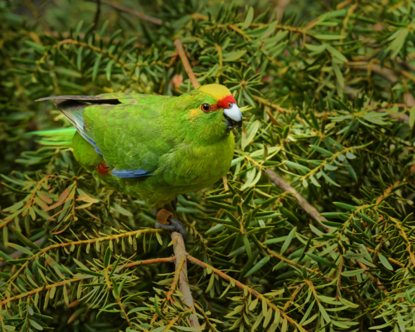 Wild Yellow-crowned Parakeet perches in a tree