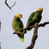 Wild Yellow-faced Parrots perch on a branch